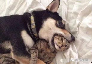 二狗连麦爆料视频大全,揭秘视频大全背后的精彩瞬间